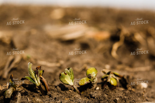 Planting 2888