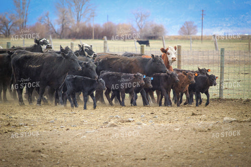 Cattle in Pasture 78067