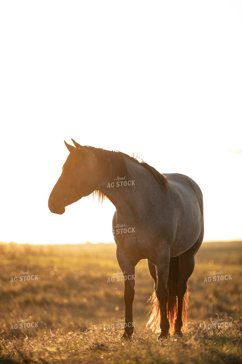 Horse 285079