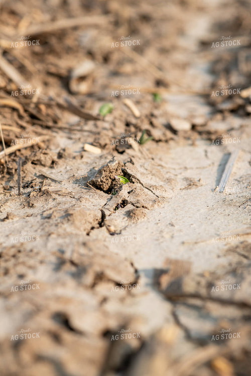 Emerging Soybeans 76690