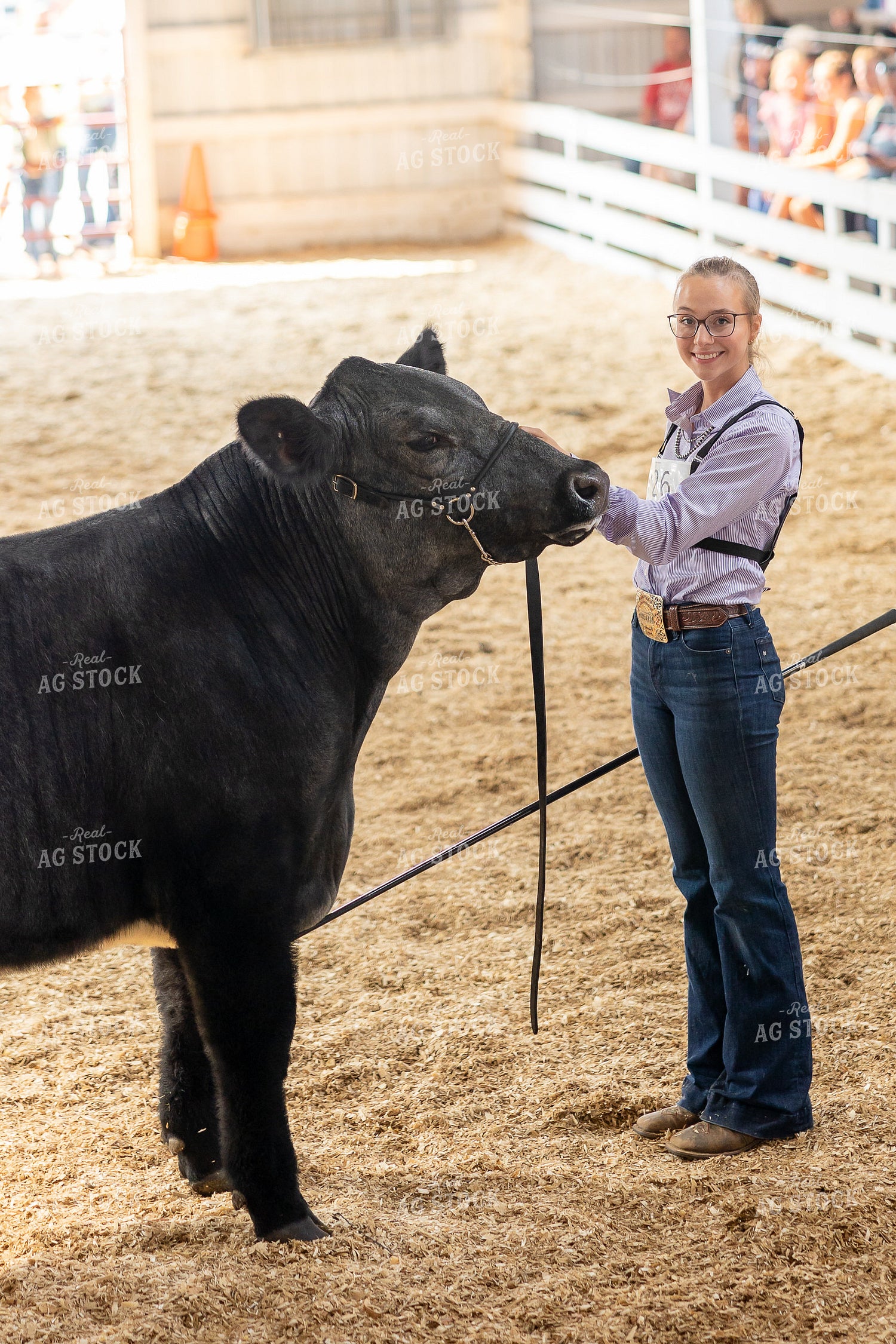 Showing Cattle 194062