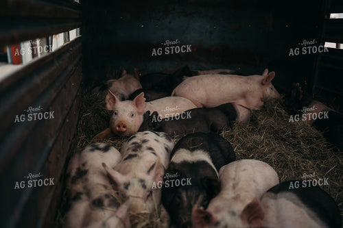 Pigs in Trailer 196087