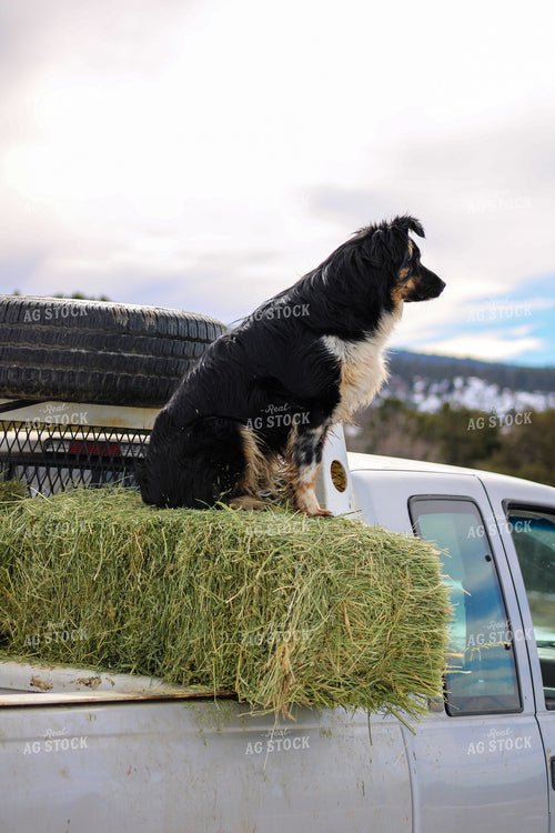 Farm Dog on Hay in Truck Bed 240009