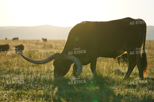 Longhorn Cattle 293037