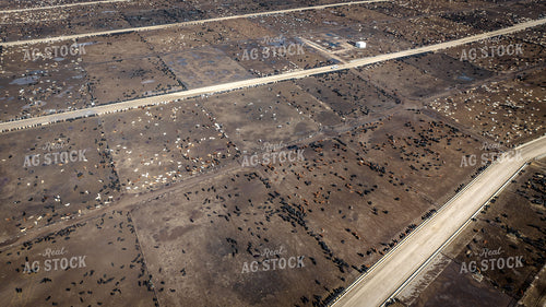 Cattle Feedlot Drone 56451