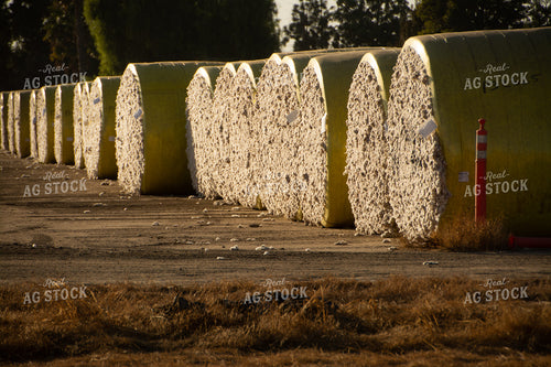 Cotton Bales 105043