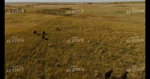 Moving Cattle 187179