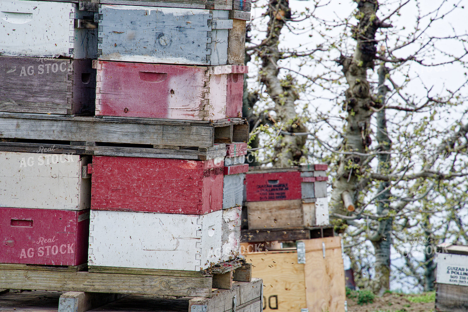 Beehives in Cherry Orchard 146088