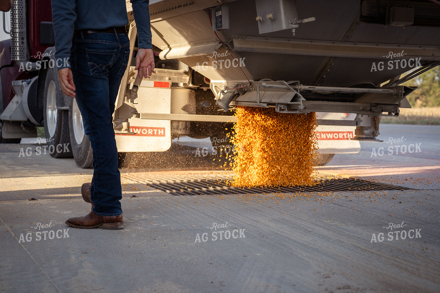 Dumping Corn into Grain Pit 268071