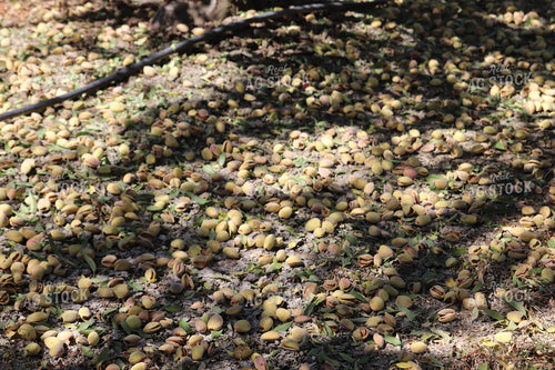 Harvesting Pecans 102139