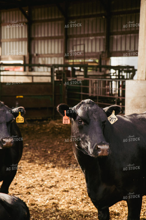 Cattle 67439
