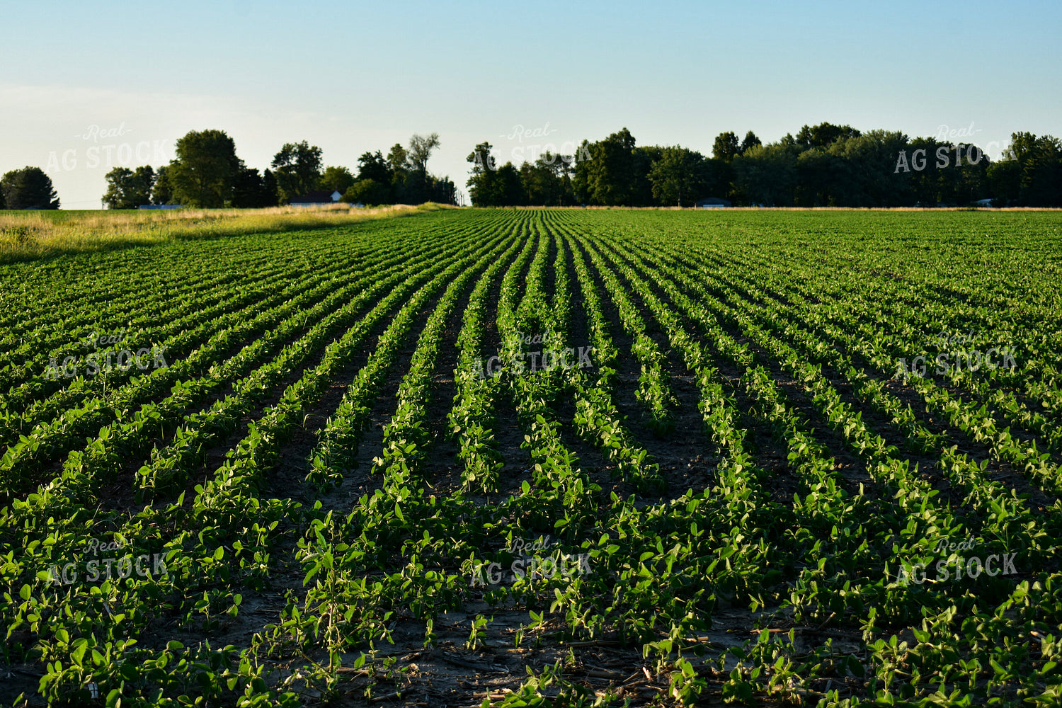 Midseason Soybeans 156119