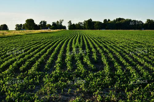 Midseason Soybeans 156119