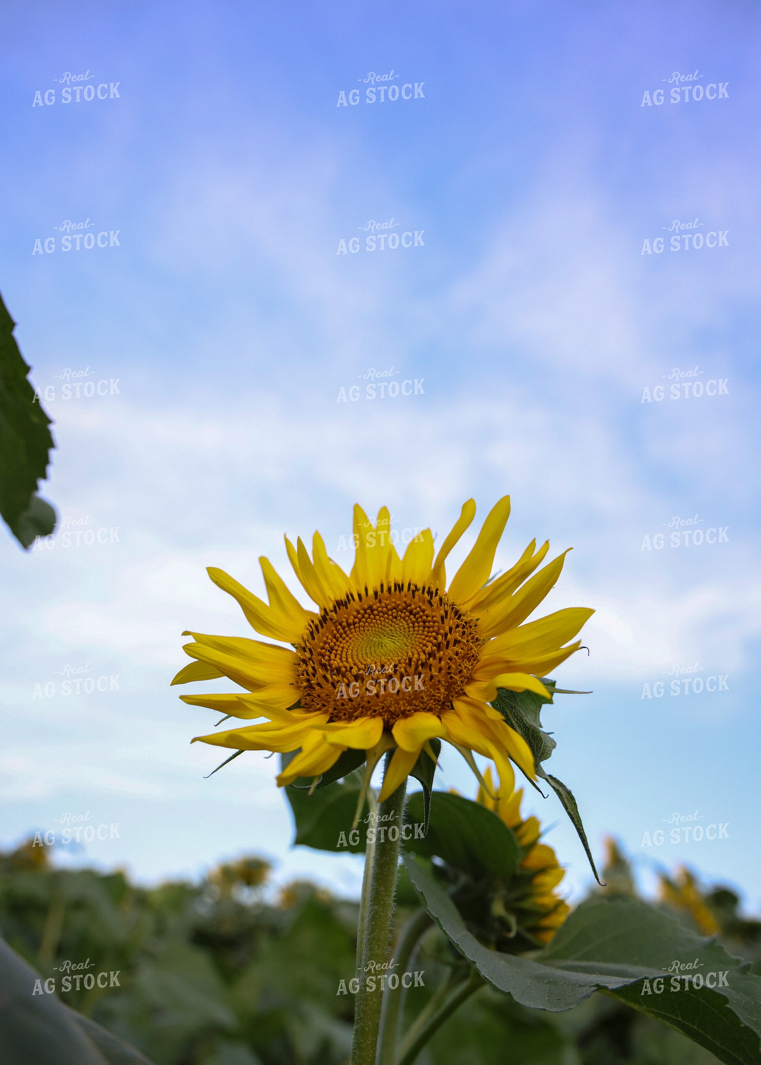 Sunflowers 160155