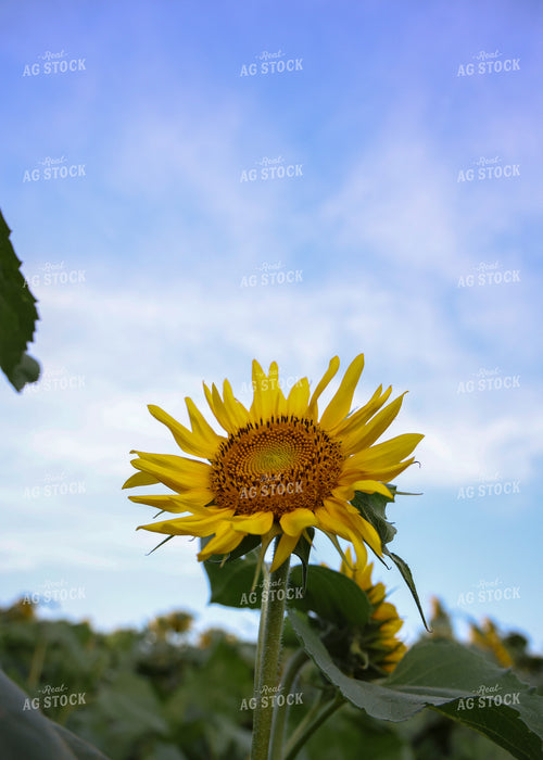 Sunflowers 160155