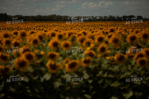 Sunflowers 2089
