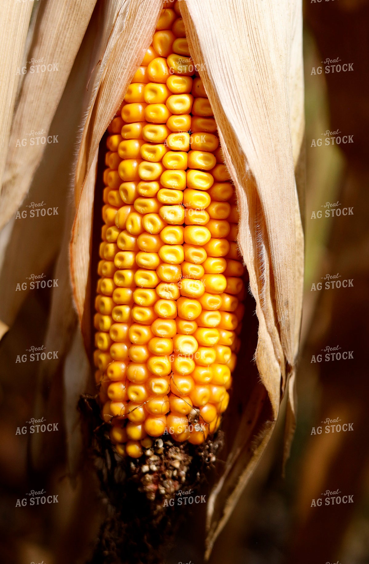 Ear of Corn in Field 141745