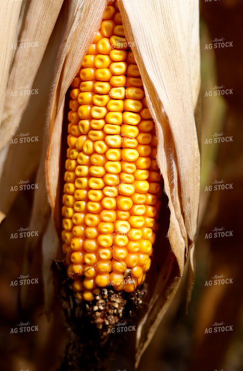 Ear of Corn in Field 141745