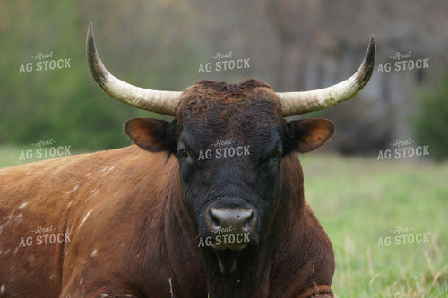 Cow in Pasture 126007