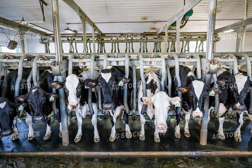 Milking Parlor 270349