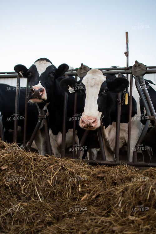 Holstein Cattle 50324