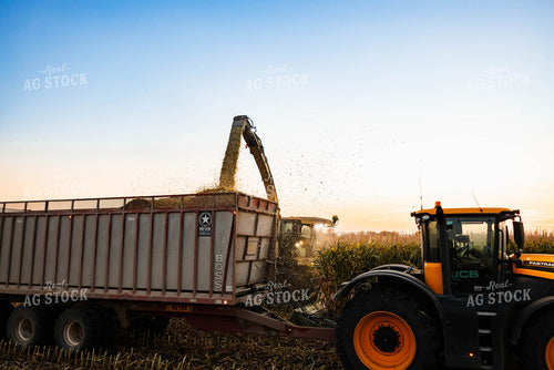 Silage Harvest 152304