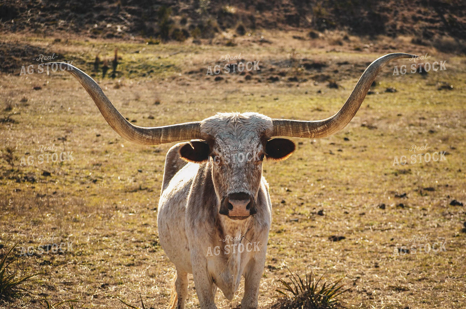 Longhorn 59008