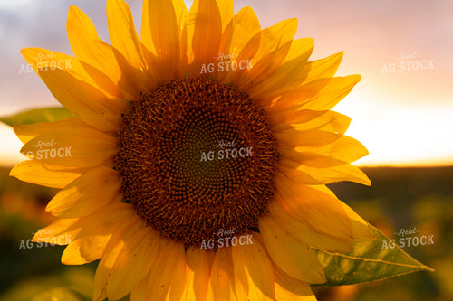 Sunflowers 2057