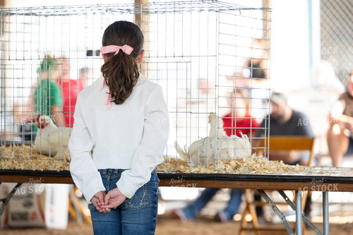 Showing Chickens 269003