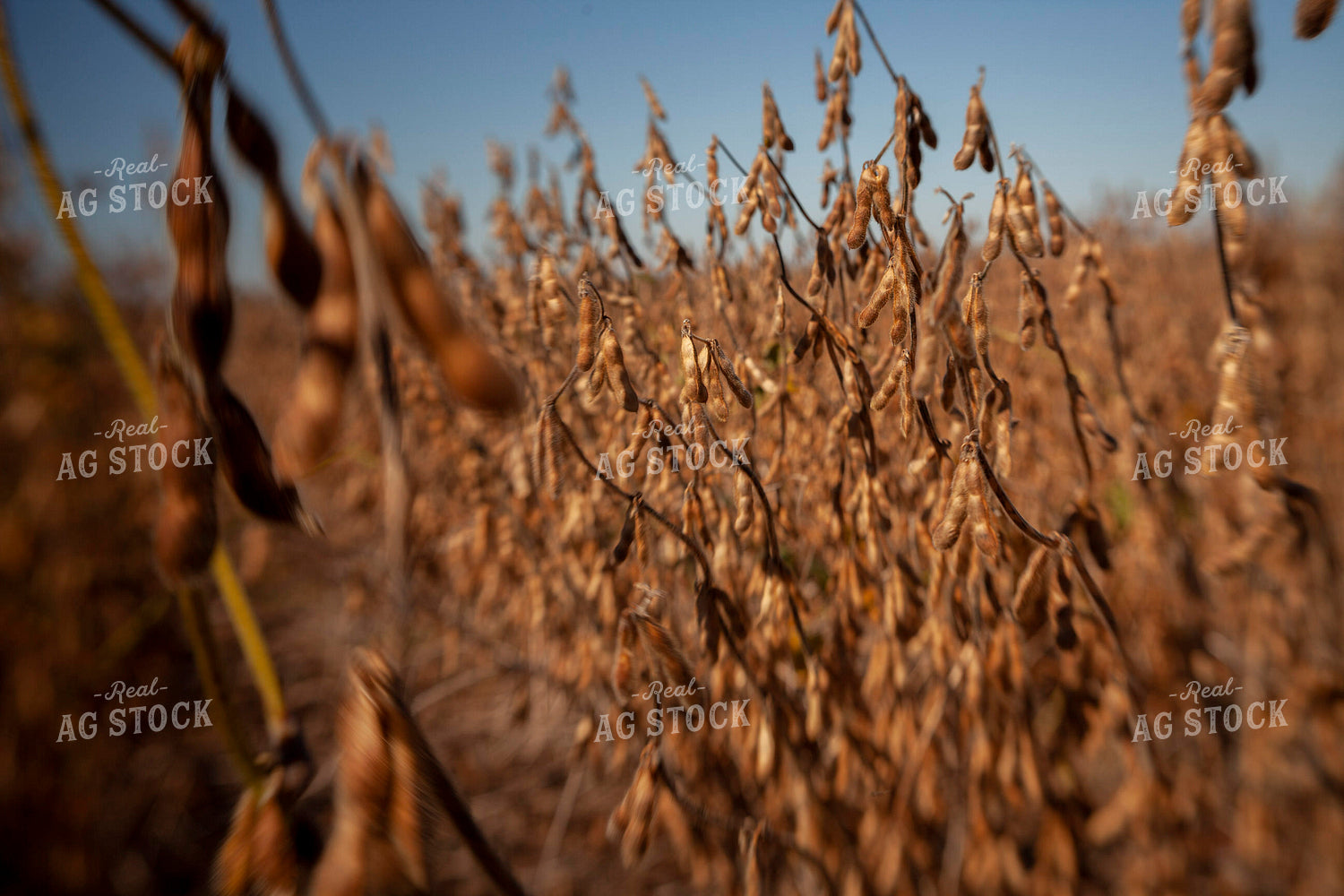 Soybeans - Dry 1568