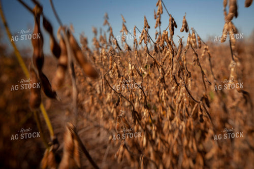 Soybeans - Dry 1568
