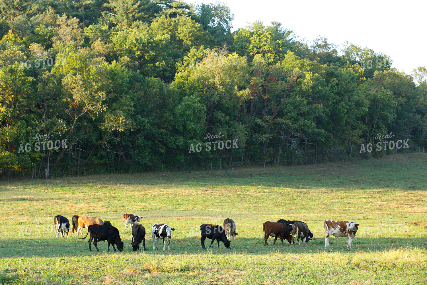 Dairy Cattle on Pasture 145090