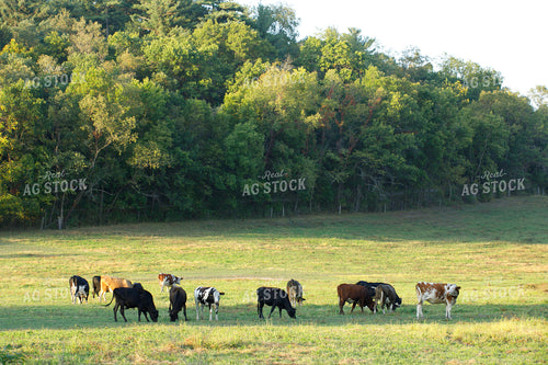Dairy Cattle on Pasture 145090