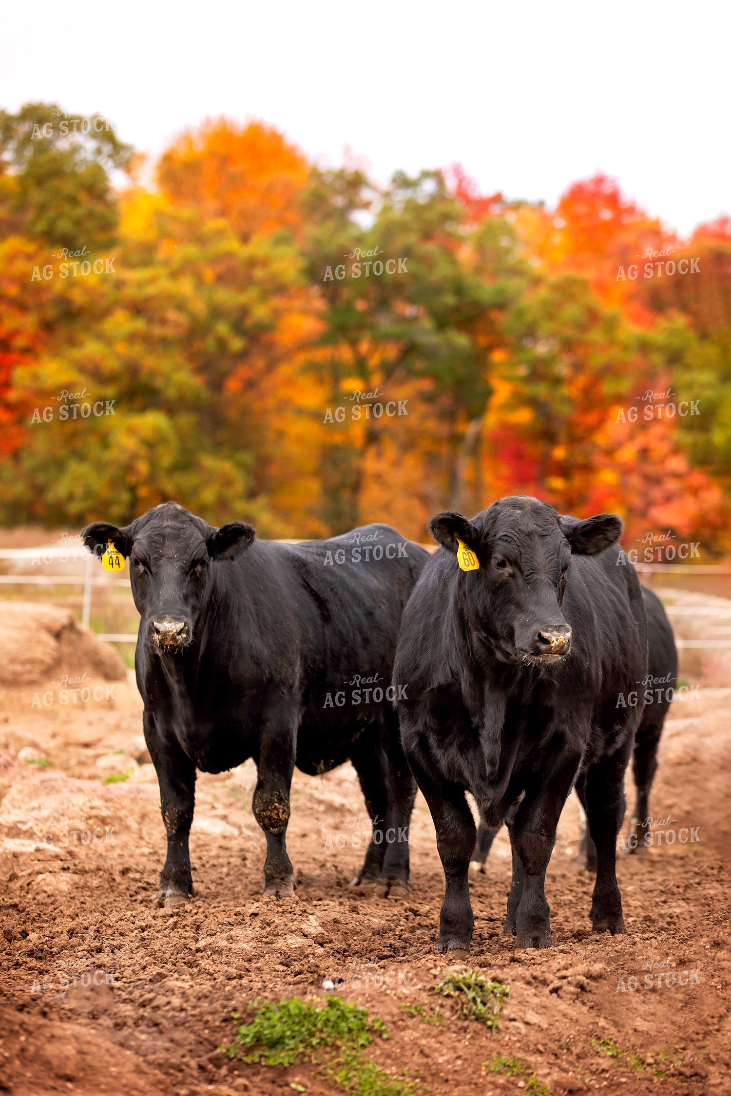 Black Angus Cattle on Pasture 55183