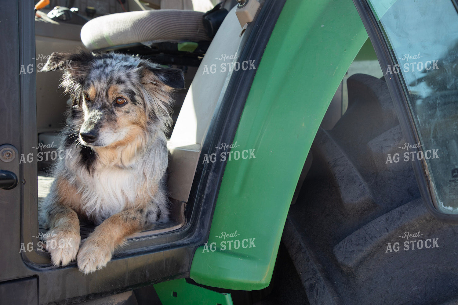 Farm Dog in Tractor 117079