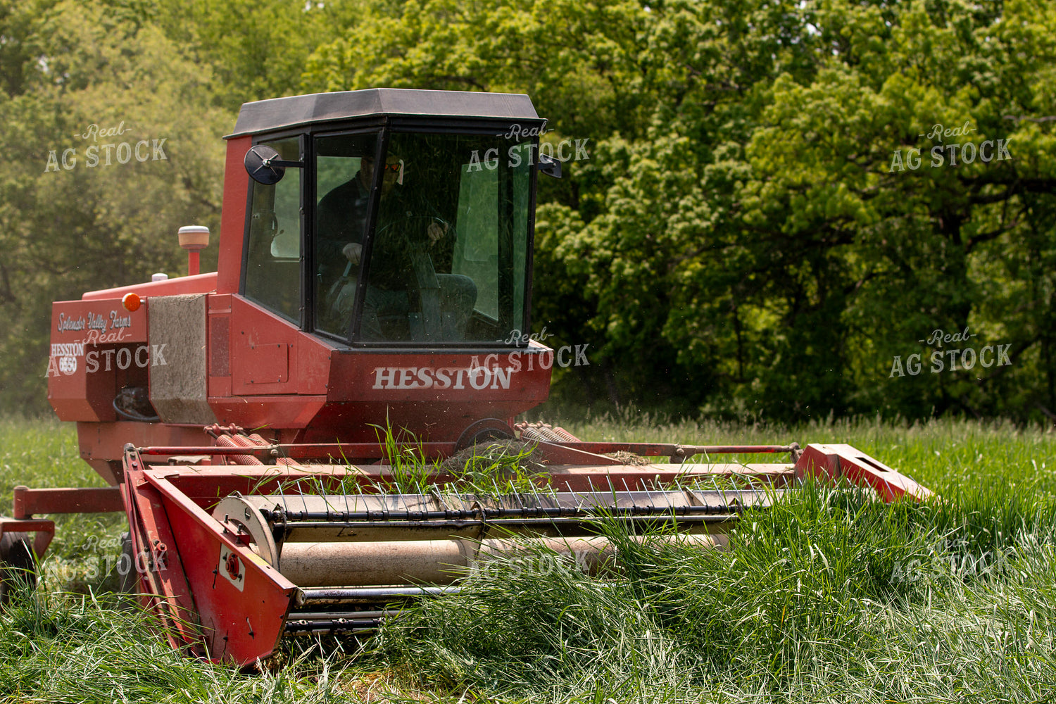 Harvesting Wheat for Baleage 157324