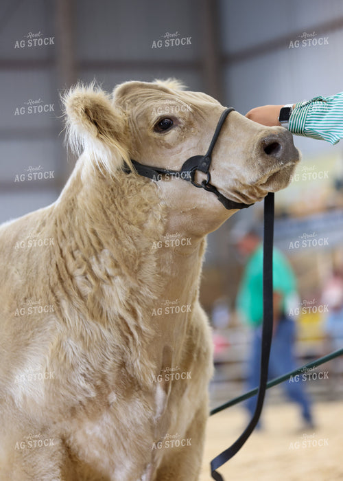 Showing Cattle 160098