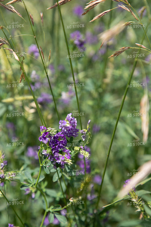Alfalfa Blooming 117345
