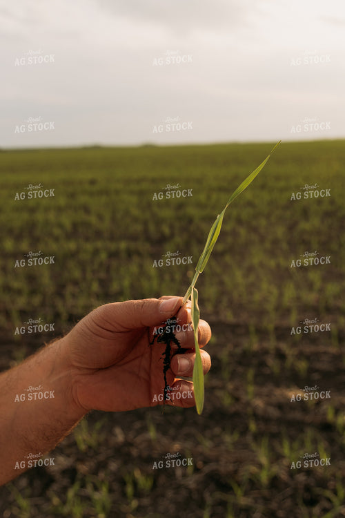 Farmer Scouting Sugar Beets 204006