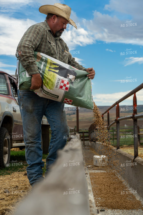 Farmer Feeding Cattle 65446