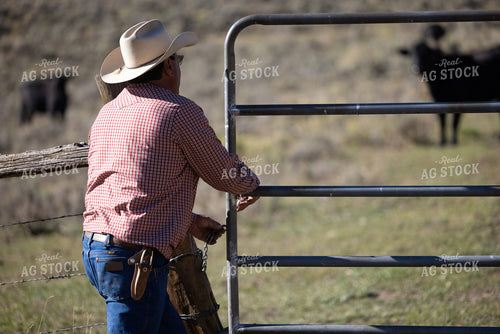 Rancher Closing Cattle Gate 250183