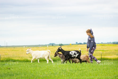 Farm Kid with Goats 155240