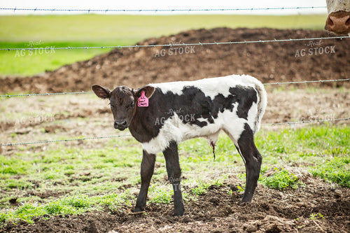 Longhorn Calf 155506