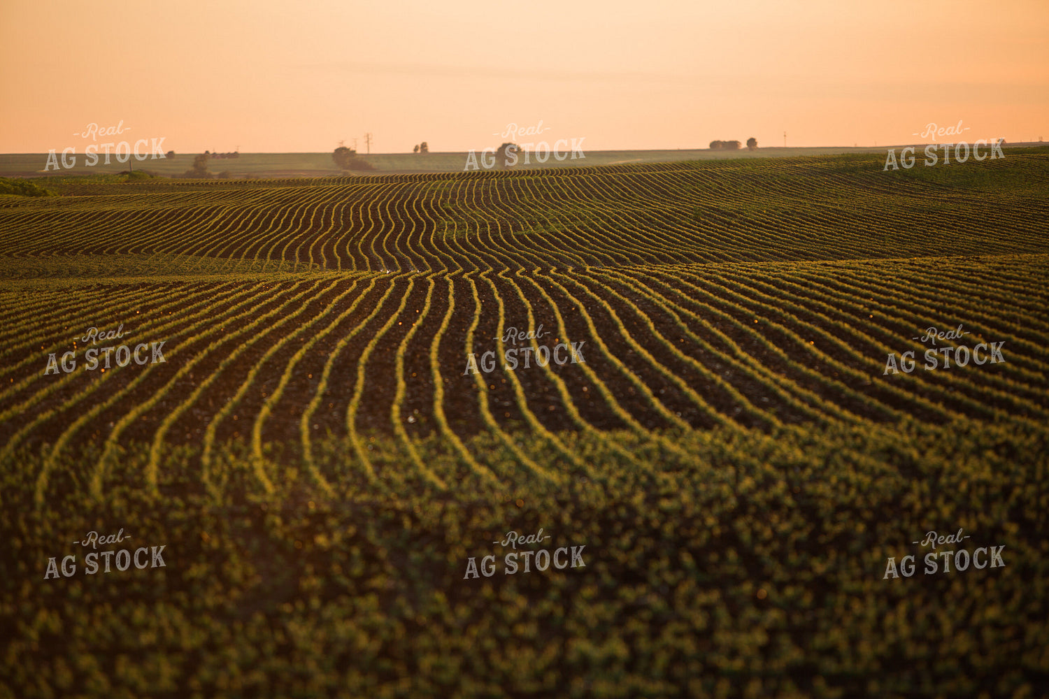 Rows of Early Growth Soybeans 7249