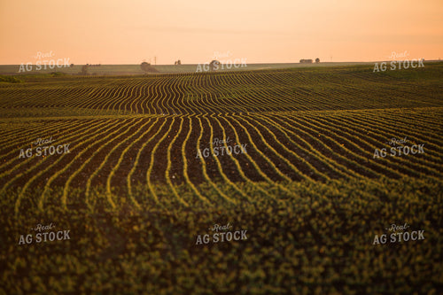 Rows of Early Growth Soybeans 7249