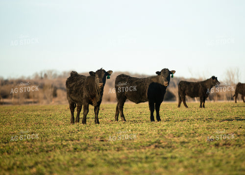 Cattle on Pasture 264049