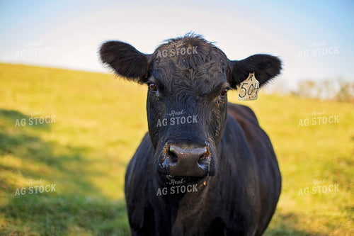 Angus Cow in Pasture 93054