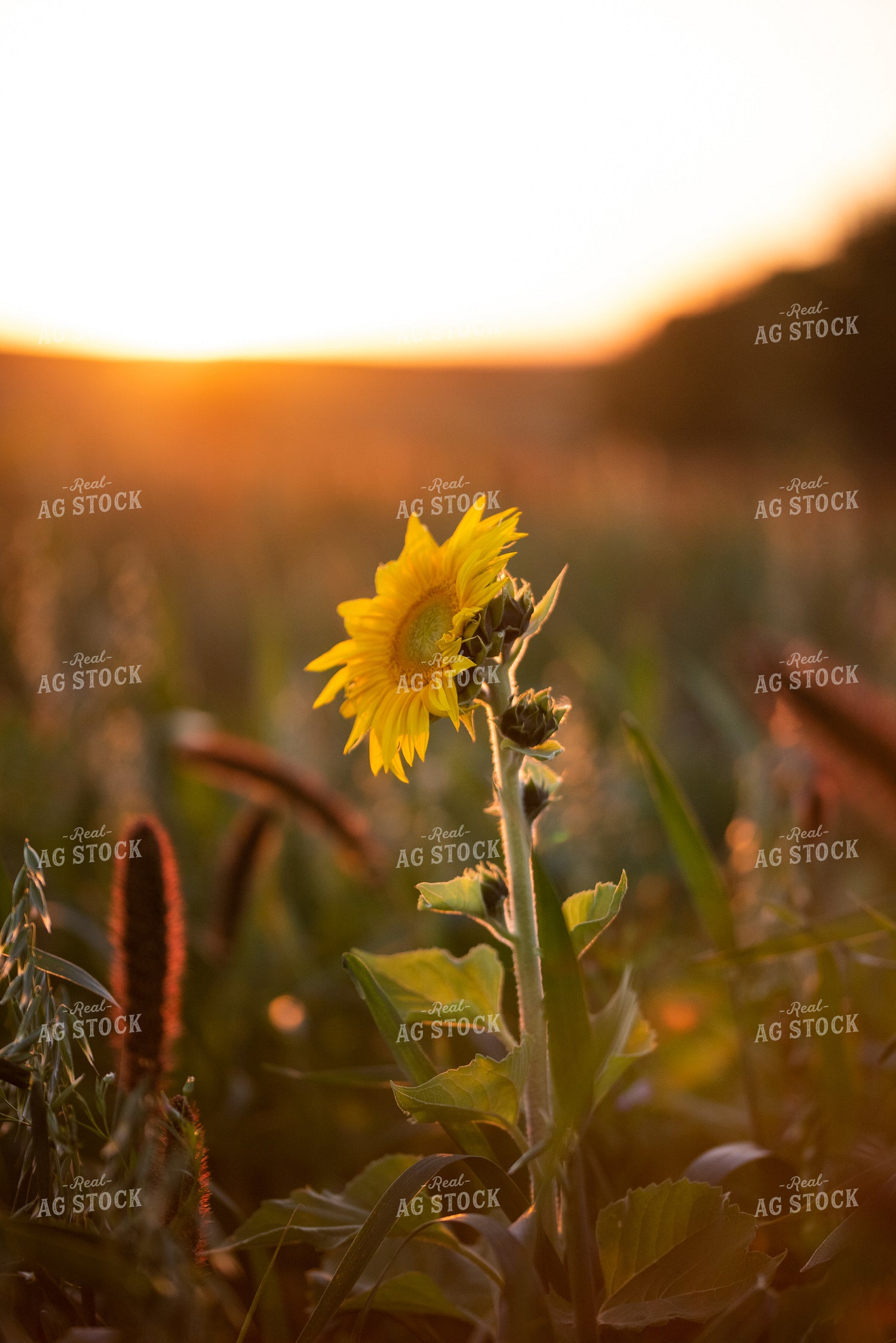 Sunflower Plant 76290
