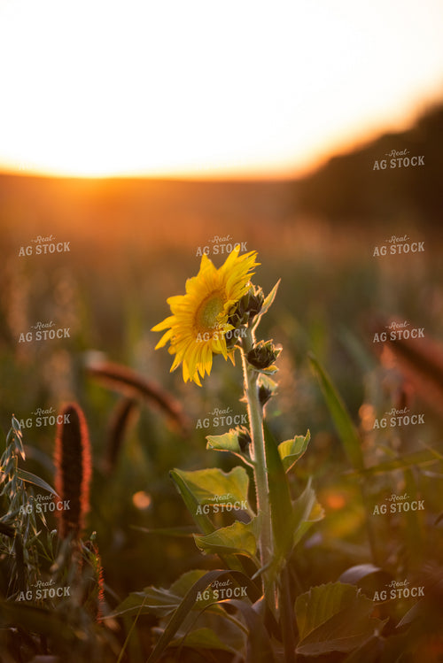 Sunflower Plant 76290