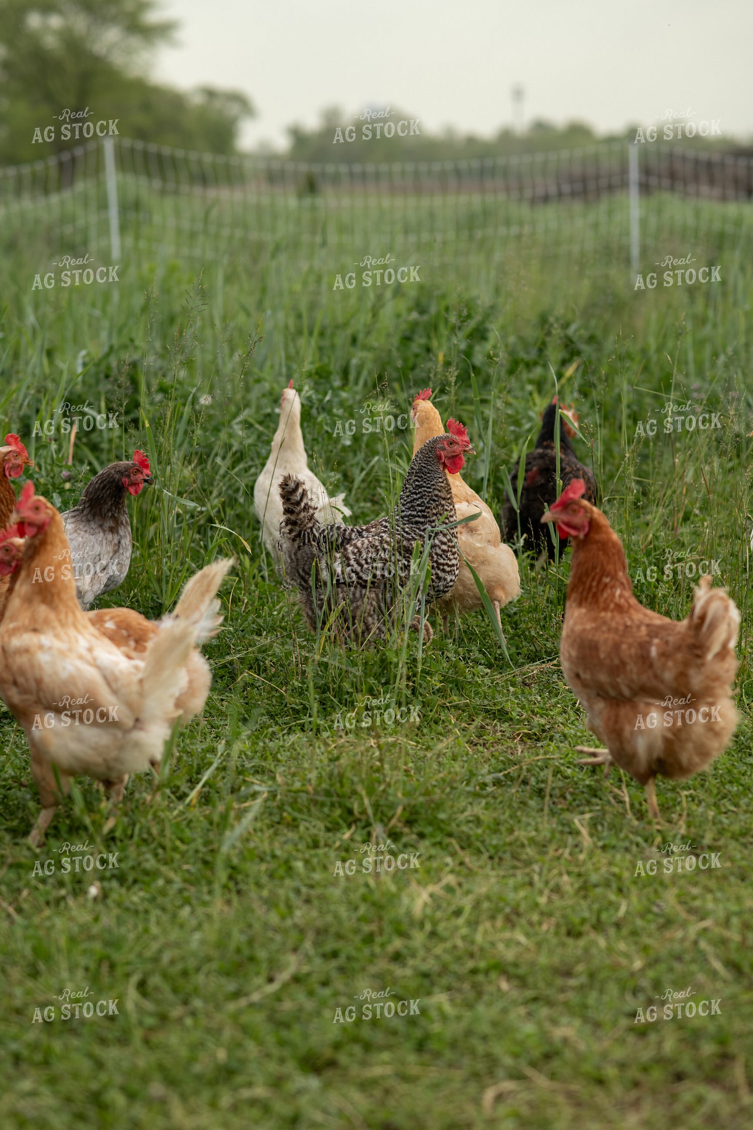 Free Range Chickens 76618